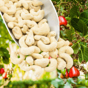 cashews, raw | organic | sold by the ounce