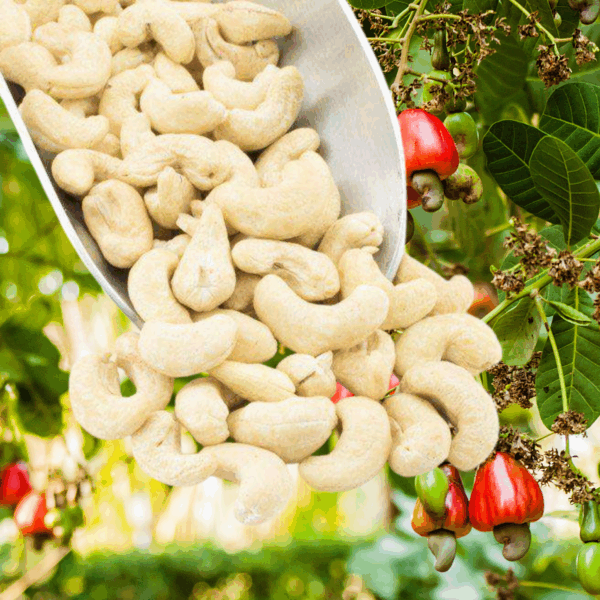 cashews, raw | organic | sold by the ounce