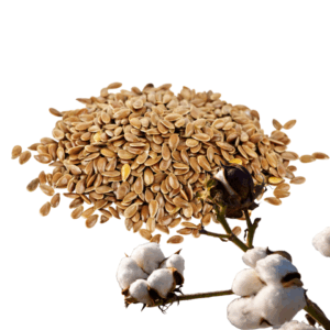 golden flax seeds | organic | sold by the ounce