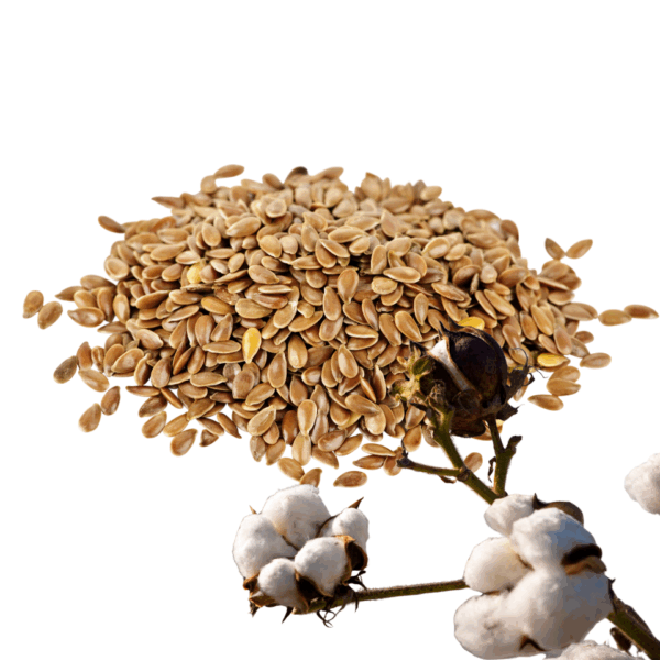 golden flax seeds | organic | sold by the ounce