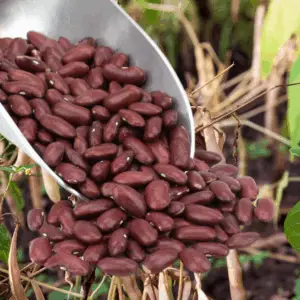 dark red kidney bean | organic | sold by the ounce