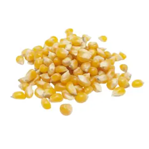 popcorn kernels, yellow | organic | sold by the ounce