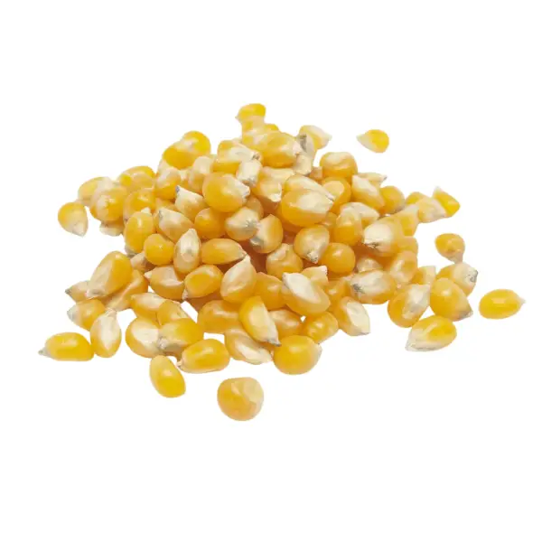popcorn kernels, yellow | organic | sold by the ounce